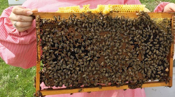 Arıların Önemi : Arılar ve Ekosistem