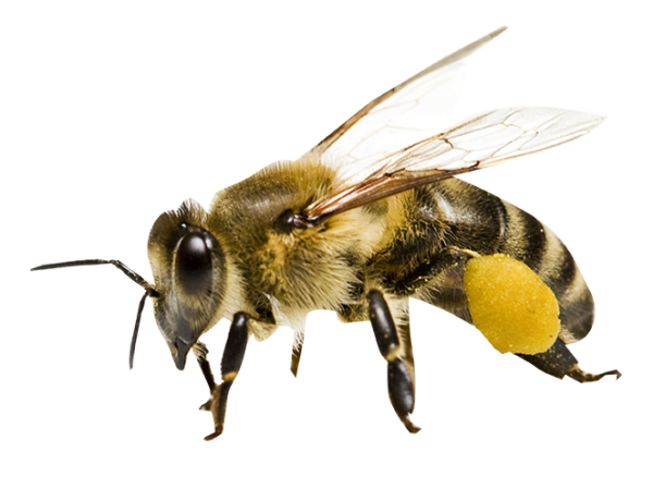 Bal Arılarını Tanıyalım | Doğal Balın Kaynağı – Balkan Bal Evi